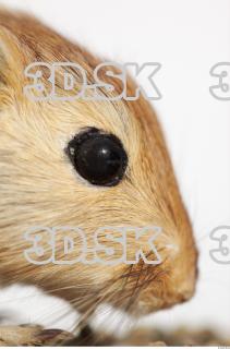 Gerbil - Meriones meridionus 0034